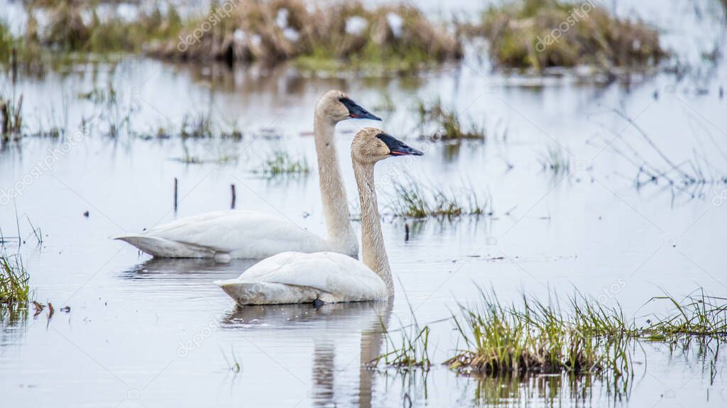 Pair of tundra swans in lake