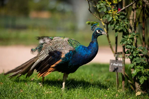 Macho Peafowl Indio Pavo Cristatus Caminando Parque Nancy Francia Día — Foto de Stock