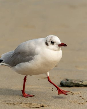 Siyah başlı bir martı (Chroicocephalus ridibundus) kumsalda yürüyor, yazın güneşli bir gün, Fransa