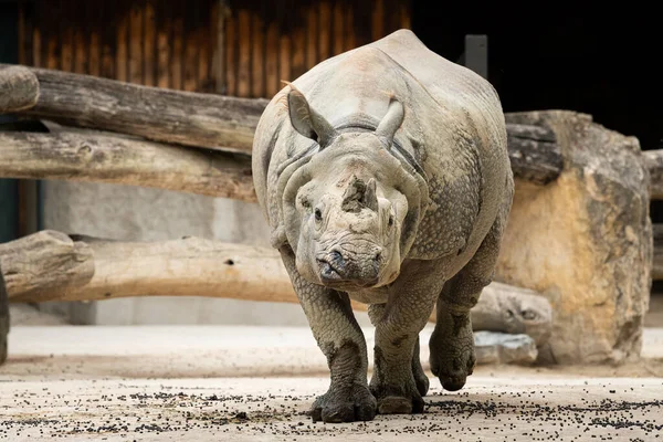 Indisk Noshörning Går Ett Zoo Molnig Dag Sommaren — Stockfoto