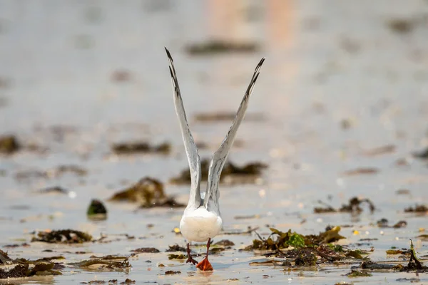 Gabbiano Dalla Testa Nera Chroicocephalus Ridibundus Che Vola Sulla Spiaggia — Foto Stock