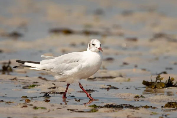 Mewa Czarnogłowa Chroicocephalus Ridibundus Spacerująca Plaży Słoneczny Dzień Latem Francja — Zdjęcie stockowe