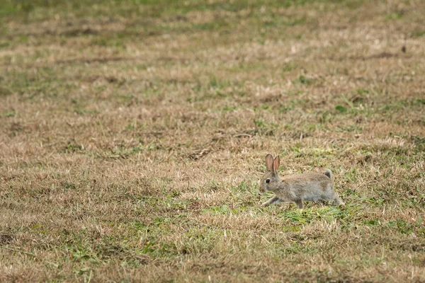 Çayırda Koşan Vahşi Bir Tavşan Yazın Bulutlu Bir Gün Fransa — Stok fotoğraf