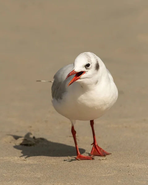 Svarthuvad Mås Chroicocephalus Ridibundus Stående Stranden Solig Dag Sommaren Frankrike — Stockfoto