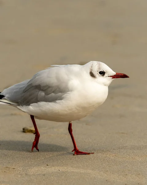 Svarthuvad Mås Chroicocephalus Ridibundus Går Stranden Solig Dag Sommaren Frankrike — Stockfoto