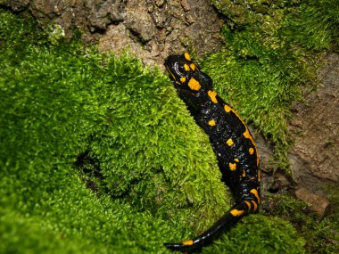Vaçu (Avusturya) ormanında güzel bir yangın semenderi (Salamandra semenderi) yaklaştı.)
