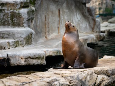 Bir Avustralya hayvanat bahçesinde bir dişi güney deniz aslanı (Otaria flavescens)