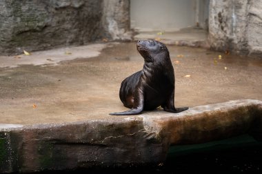 Bir Avustralya hayvanat bahçesinde genç bir güney deniz aslanı (Otaria flavescens)