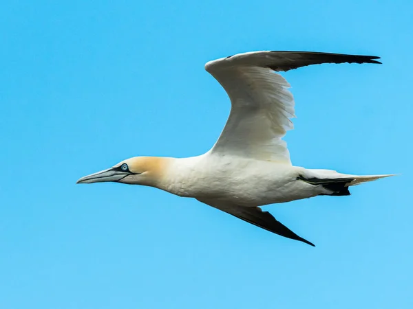 Gannet Del Norte Morus Bassanus Vuelo Día Soleado Verano Cielo —  Fotos de Stock