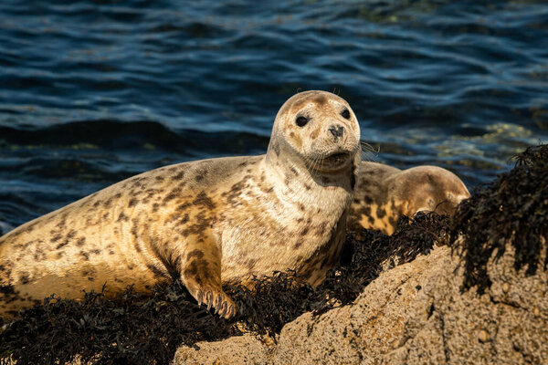 A young harbor seal lying on a rock, sunny day in summer, Les Sept Iles, Brittany (France)