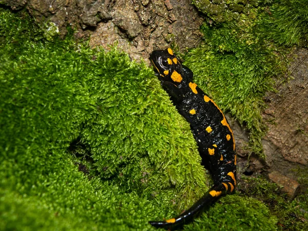 Closeup of a beautiful fire salamander (Salamandra salamandra) in the forest, Wachau (Austria)