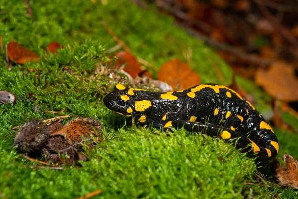 Közelkép Egy Gyönyörű Tűz Szalamandra Salamandra Salamandra Erdőben Wachau Ausztria — Stock Fotó