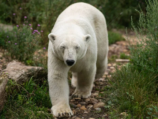 Urso Polar Adulto Ursus Maritimus Caminhando Zoológico — Fotografia de Stock