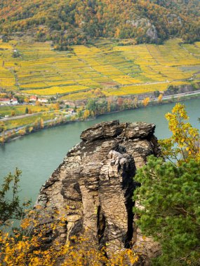 Wachau (Avusturya) Vadisi Sonbaharda güneşli bir günde, renkli yapraklar