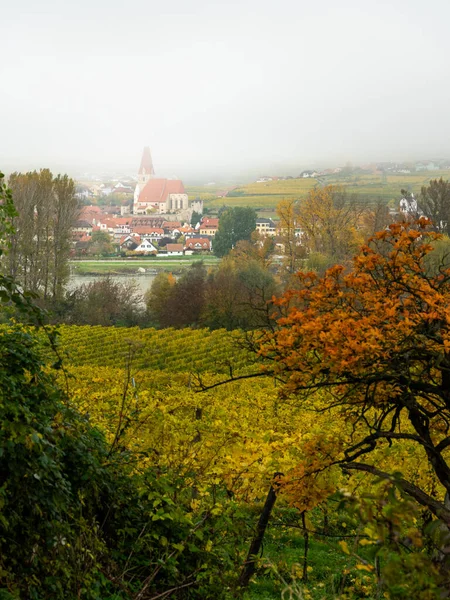 Weissenkirchen Wachau Austria Herfstkleurige Bladeren Wijngaarden Een Mistige Dag — Stockfoto