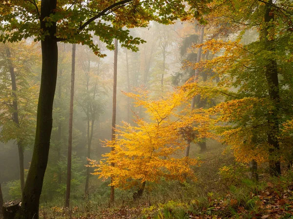 Ein Schöner Farbiger Baum Wald Einem Nebligen Herbsttag — Stockfoto