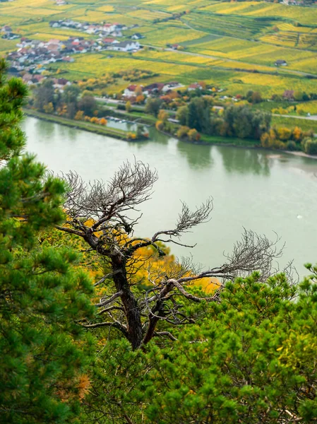 Dolina Wachau Austria Słoneczny Dzień Jesienią Kolorowe Liście — Zdjęcie stockowe