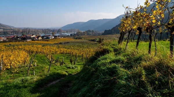 Вахау Австрия Долины Солнечный День Осенью Цветные Листья — стоковое фото
