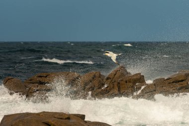 Güneşli bir yaz gününde uçmakta olan Kuzey Gannet (Morus bassanus), mavi gökyüzü, Les Sept Iles, Brittany (Fransa)