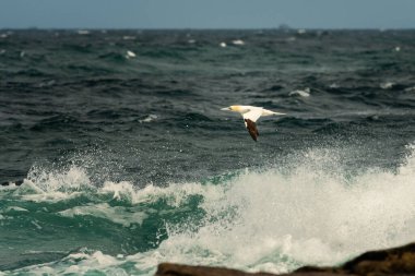 Güneşli bir yaz gününde uçmakta olan Kuzey Gannet (Morus bassanus), mavi gökyüzü, Les Sept Iles, Brittany (Fransa)