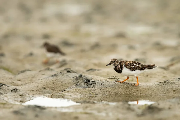 Rostig Vändsten Arenaria Tolkar Letar Efter Mat Stranden Lågvatten Bretagne — Stockfoto