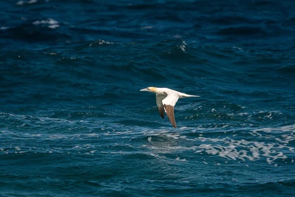 Northern Gannet Morus Bassanus Vol Par Une Journée Ensoleillée Été — Photo