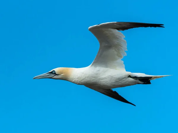 Gannet Del Norte Morus Bassanus Vuelo Día Soleado Verano Cielo —  Fotos de Stock