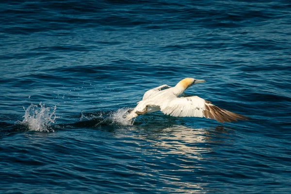 Northern Gannet Morus Bassanus Décollant Par Une Journée Ensoleillée Été — Photo