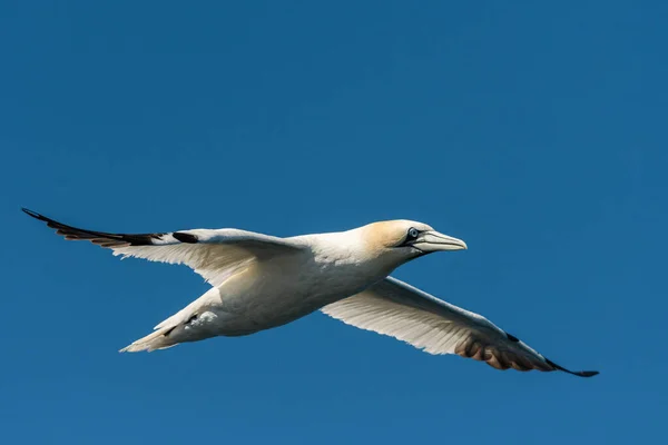 Nordlig Gannet Morus Bassanus Flygning Solig Sommardag Blå Himmel Les — Stockfoto