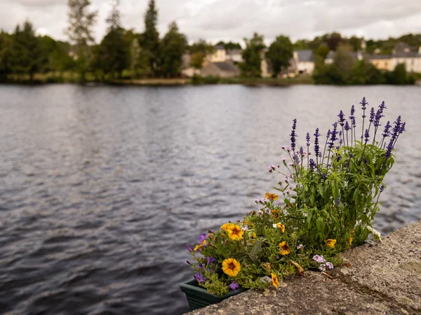 Flores Frente Lago Huelgoat Bretaña Francia Día Nublado Verano — Foto de Stock