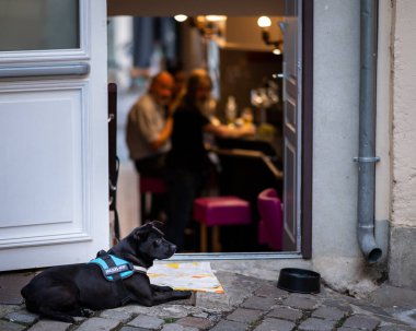 Chalon en Champagne, Fransa - 07 Ağustos 2020: Sıcak ve güneşli bir yaz gününde bir kafenin önünde uzanan sevimli siyah köpek