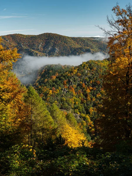 Sonbaharda güneşli bir sonbaharda renkli yaprakları olan yaprak döken orman, sis kalıntıları, Vaçu (Avusturya))