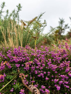 Yazın sonlarında bulutlu bir günde çiçek açan fundanın kapanışı