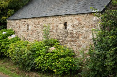 Brittany 'de (Fransa) bir taş evin önündeki güzel renkli ortanca (Hydrangea arborescens) çalıları)