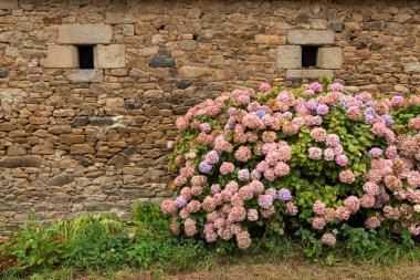Brittany 'de (Fransa) bir taş evin önündeki güzel renkli ortanca (Hydrangea arborescens) çalıları)