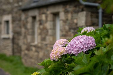 Brittany 'de (Fransa) bir taş evin önündeki güzel renkli ortanca (Hydrangea arborescens) çalıları)