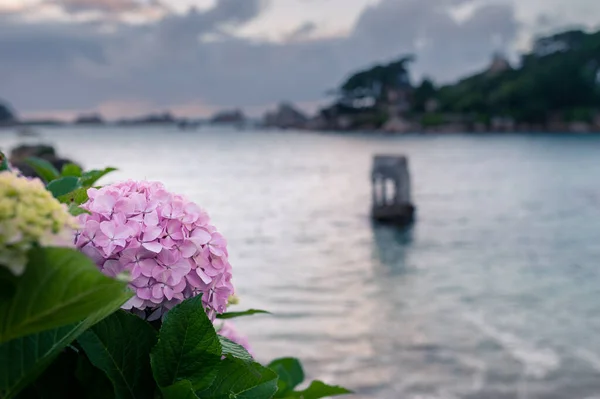 Warna Indah Semak Hidrangea Umum Hydrangea Arborescens Depan Laut Ploumanach — Stok Foto