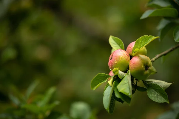 Manzanas Rojas Verdes Colgadas Árbol Huerto Día Nublado Verano — Foto de Stock