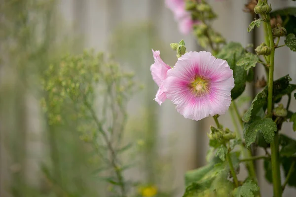 Close Common Hollyhock Alcea Rosea Malvaceae Summer France — стоковое фото