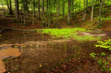 Windischgarsten (Avusturya) yakınlarındaki bir ormandaki bir nehrin kaynağı, yaz, kireçtaşı