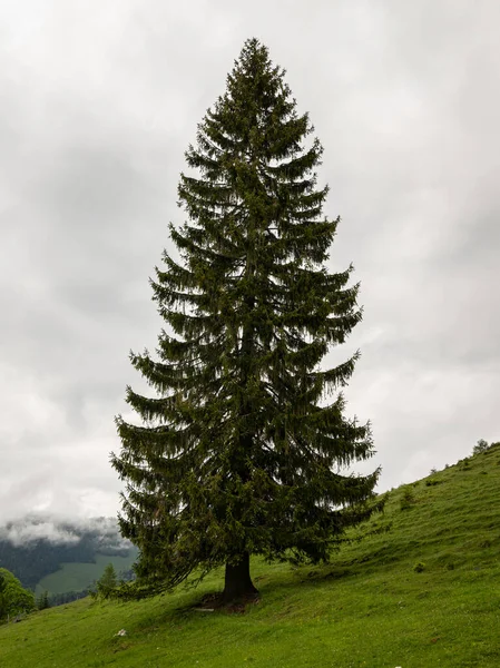Duży Stary Świerk Pastwisku Alpach Pochmurny Dzień Lecie Pobliżu Windischgarsten — Zdjęcie stockowe