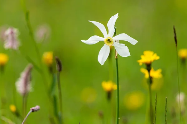 Narciso Floreciente Narcissus Radiiflorus Creciendo Prado Día Nublado Verano Alpes — Foto de Stock