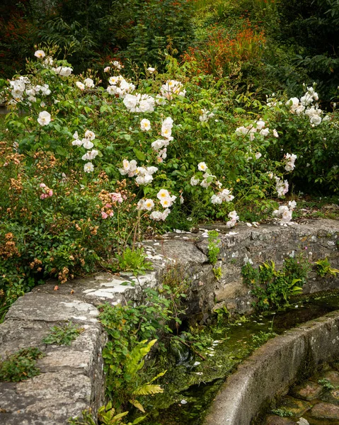 Stone Wall Flowering Bushes Garden Cloudy Day Summer Brittany France — Stock Photo, Image