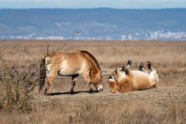 İki Przewalski atı, kışın güneşli bir günde, Ulusal Park Neusiedler See 'de (Avusturya) bir çayırda. Bu nadir ve nesli tükenmekte olan at aslında Orta Asya 'nın bozkırlarına özgüdür..