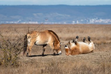 Two Przewalski horses on a meadow in National park Neusiedler See (Austria), on a sunny day in winter. This rare and endangered horse is originally native to the steppes of Central Asia. clipart