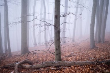 Kışın sisli bir günde yaprak döken bir orman, Viyana (Avusturya))