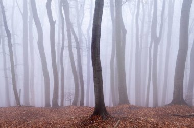 Kışın sisli bir günde kayın ormanının soyut hareket bulanıklığı, Viyana (Avusturya))