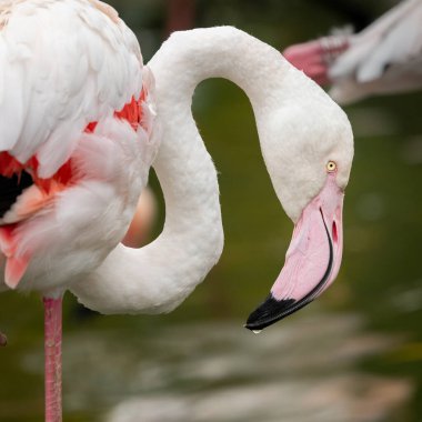 Bir hayvanat bahçesinde (Viyana, Avusturya) bir Büyük Flamingo 'nun Portresi (Phoenicopterus gülü), sonbaharda bulutlu bir gün