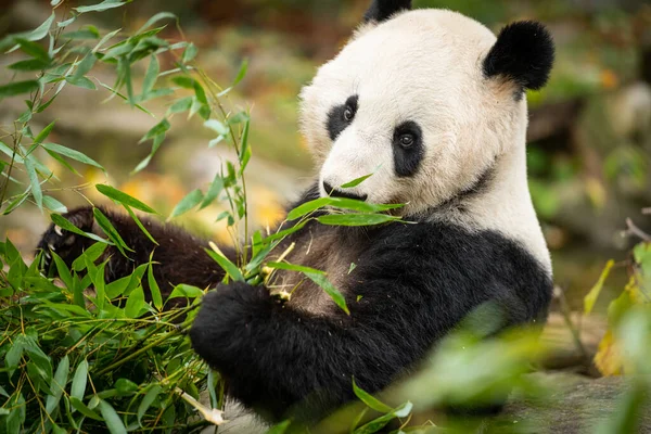 Panda Raksasa Makan Bambu Stok Foto Panda Raksasa Makan Bambu Gambar Bebas Royalti Halaman 8 Depositphotos