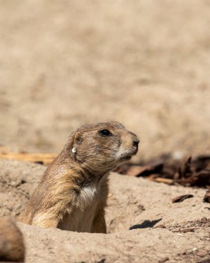Siyah kuyruklu bir çayır köpeği (Cynomys ludovicianus), Viyana 'da hayvanat bahçesi (Avusturya).)